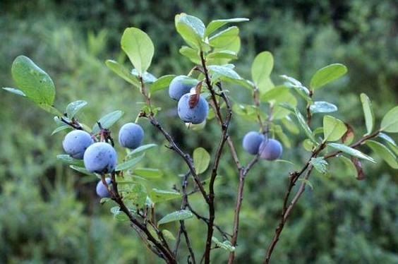 Ұ������