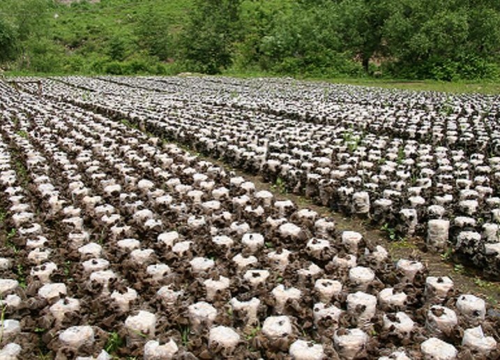 ����ľ��