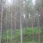 �߶����ֳ���ɫ